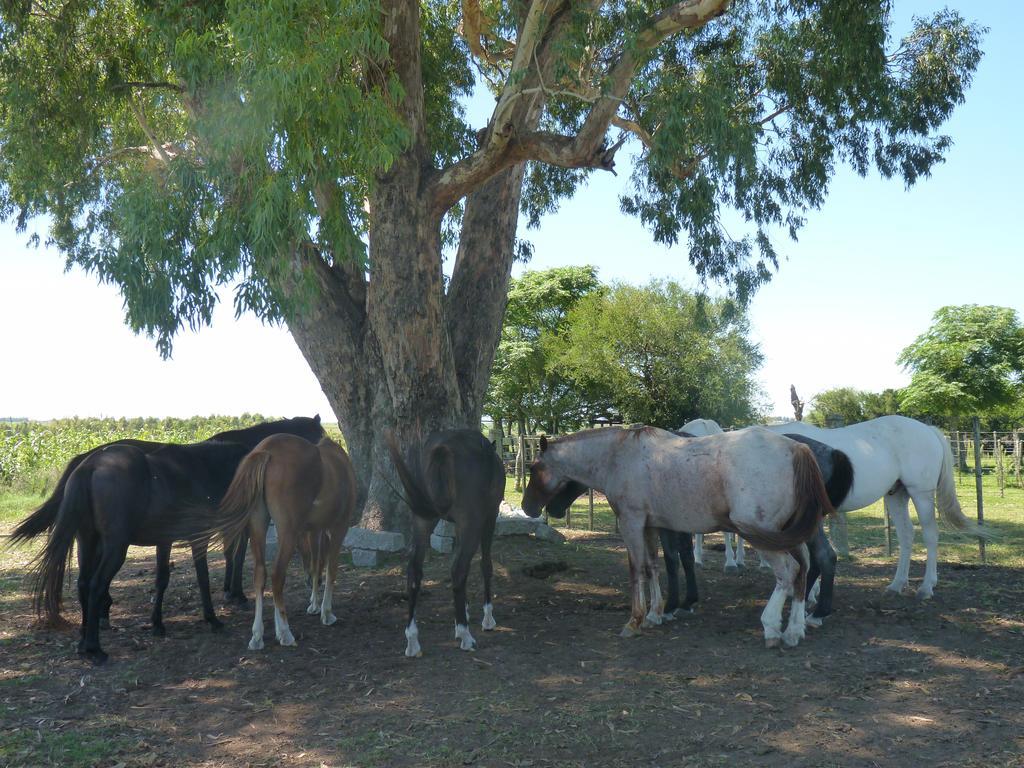 Estancia Hosteria El Ceibo Florida Bagian luar foto